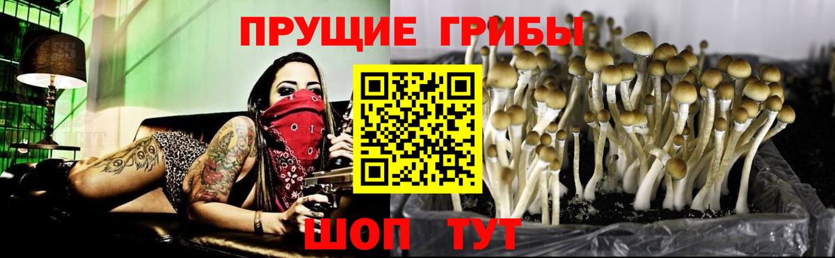 Псилоцибиновые грибы Psilocybe  Вход с VPN  Саки 